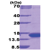 Galectin-9 (1-148, His-tag) Human Protein