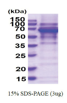 PPIL4 (1-492, His-tag) Human Protein