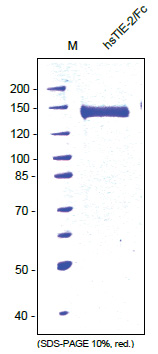 CD202b / TEK (Fc Chimera) Mouse Protein