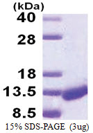 CARD18 / ICEBERG (1-90, His-tag) Human Protein