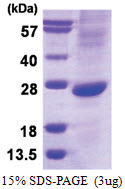 ATOH1 (158-354) Human Protein