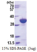 mIgG (98-330, His-tag) Mouse Protein