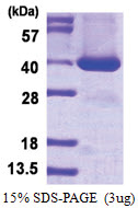 STAP1 / BRDG1 (1-295, His-tag) Human Protein