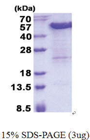 KIN (1-393, His-tag) Human Protein