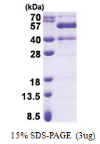 Synaptotagmin-13 (30-426, His-tag) Human Protein