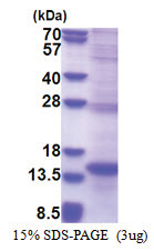 CD336 (19-130, His-tag) Human Protein