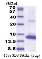 CD337 (19-138, His-tag) Human Protein