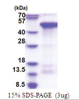 CREBZF (1-354, His-tag) Human Protein CREBZF (1-354, His-tag) Human Protein