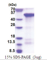 CREBZF (1-354, His-tag) Human Protein