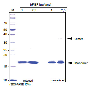 FGF basic / FGF2 Human Protein