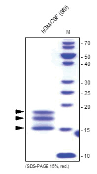 GM-CSF (His-tag) Human Protein