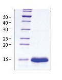 VEGF-A (Isoform 121) Human Protein