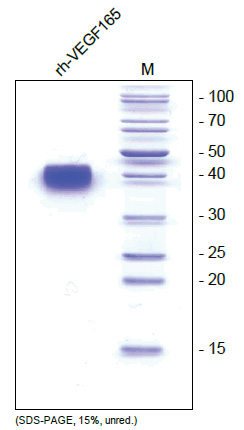 VEGF-A (Isoform 165) Human Protein