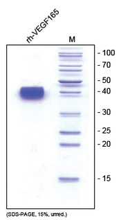 VEGF-A (Isoform 165) Human Protein