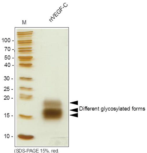 VEGF-C / Flt4-L Rat Protein