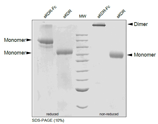 CD309 / VEGFR-2 / Flk-1 (D1-7) (Fc Chimera) Human Protein