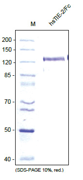 CD202b / TEK (Fc Chimera) Human Protein