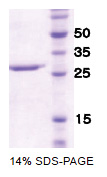 CD335 / NKp46 (22-255) Human Protein