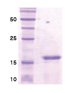 CEBPG (DNA Binding Dom., His-tag) Human Protein