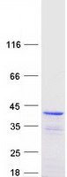 Coomassie blue staining of purified DNAJC17 protein (Cat# TP300130). The protein was produced from HEK293T cells transfected with DNAJC17 cDNA clone (Cat# RC200130) using MegaTran 2.0 (Cat# TT210002).