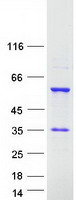 Coomassie blue staining of purified RBM23 protein (Cat# TP300138). The protein was produced from HEK293T cells transfected with RBM23 cDNA clone (Cat# RC200138) using MegaTran 2.0 (Cat# TT210002).