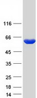 Coomassie blue staining of purified HACL1 protein (Cat# TP300197). The protein was produced from HEK293T cells transfected with HACL1 cDNA clone (Cat# RC200197) using MegaTran 2.0 (Cat# TT210002).