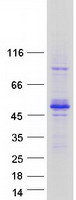 Coomassie blue staining of purified TES protein (Cat# TP300205). The protein was produced from HEK293T cells transfected with TES cDNA clone (Cat# RC200205) using MegaTran 2.0 (Cat# TT210002).