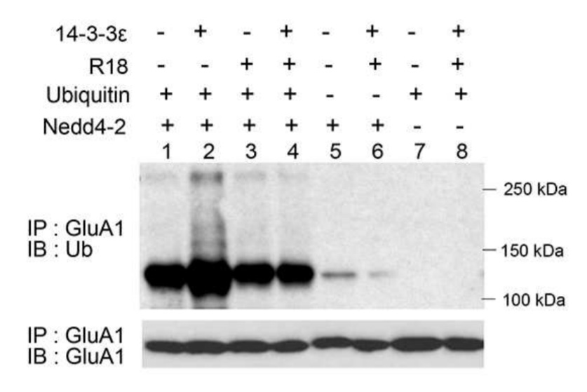 Protein 14-3-3e enhances the ubiquitination of GluA1 by Nedd4-2. Samples from in vitro ubiquitination with recombinant GluA1 and Nedd4-2 in the presence or absence of recombinant 14-3-3e (OriGene TP300245), 14-3-3e inhibitor R18, or ubiquitin were immunoprecipitated with an anti-GluA1 antibody and analyzed in Western blots with Ub or GluA1 antibodies. Figure cited from PLoS Genet, PMID: 28212375