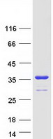 Coomassie blue staining of purified YWHAE protein (Cat# TP300245). The protein was produced from HEK293T cells transfected with YWHAE cDNA clone (Cat# RC200245) using MegaTran 2.0 (Cat# TT210002).