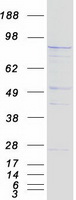 Coomassie blue staining of purified TELO2 protein (Cat# TP300291). The protein was produced from HEK293T cells transfected with TELO2 cDNA clone (Cat# RC200291) using MegaTran 2.0 (Cat# TT210002).