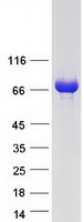 Coomassie blue staining of purified KLHL41 protein (Cat# TP300295). The protein was produced from HEK293T cells transfected with KLHL41 cDNA clone (Cat# RC200295) using MegaTran 2.0 (Cat# TT210002).