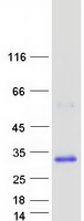 Coomassie blue staining of purified RAB33A protein (Cat# TP300351). The protein was produced from HEK293T cells transfected with RAB33A cDNA clone (Cat# RC200351) using MegaTran 2.0 (Cat# TT210002).