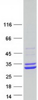 Coomassie blue staining of purified ECHS1 protein (Cat# TP300369). The protein was produced from HEK293T cells transfected with ECHS1 cDNA clone (Cat# RC200369) using MegaTran 2.0 (Cat# TT210002).