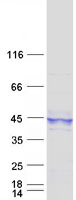 Coomassie blue staining of purified BNIP2 protein (Cat# TP300377). The protein was produced from HEK293T cells transfected with BNIP2 cDNA clone (Cat# RC200377) using MegaTran 2.0 (Cat# TT210002).