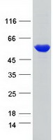 Coomassie blue staining of purified DARS protein (Cat# TP300391). The protein was produced from HEK293T cells transfected with DARS cDNA clone (Cat# RC200391) using MegaTran 2.0 (Cat# TT210002).