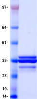Coomassie blue staining of purified APOE protein (Cat# TP300395). The protein was produced from HEK293T cells transfected with APOE cDNA clone (Cat# RC200395) using MegaTran 2.0 (Cat# TT210002).