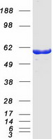 Coomassie blue staining of purified OXSR1 protein (Cat# TP300396). The protein was produced from HEK293T cells transfected with OXSR1 cDNA clone (Cat# RC200396) using MegaTran 2.0 (Cat# TT210002).