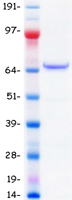 Coomassie blue staining of purified TGFBI protein (Cat# TP300411). The protein was produced from HEK293T cells transfected with TGFBI cDNA clone (Cat# RC200411) using MegaTran 2.0 (Cat# TT210002).