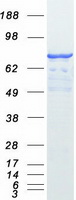 Coomassie blue staining of purified SATB1 protein (Cat# TP300421). The protein was produced from HEK293T cells transfected with SATB1 cDNA clone (Cat# RC200421) using MegaTran 2.0 (Cat# TT210002).