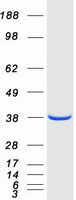 Coomassie blue staining of purified NAPG protein (Cat# TP300450). The protein was produced from HEK293T cells transfected with NAPG cDNA clone (Cat# RC200450) using MegaTran 2.0 (Cat# TT210002).