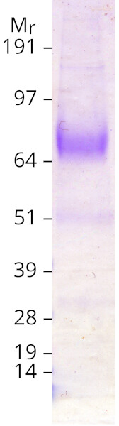 Coomassie blue staining of purified LAMP2 protein (Cat# TP300456). The protein was produced from HEK293T cells transfected with LAMP2 cDNA clone (Cat# RC200456) using MegaTran 2.0 (Cat# TT210002).