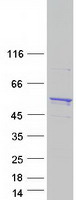 Coomassie blue staining of purified PRMT2 protein (Cat# TP300461). The protein was produced from HEK293T cells transfected with PRMT2 cDNA clone (Cat# RC200461) using MegaTran 2.0 (Cat# TT210002).