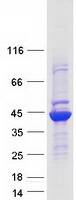 Coomassie blue staining of purified GALK1 protein (Cat# TP300476). The protein was produced from HEK293T cells transfected with GALK1 cDNA clone (Cat# RC200476) using MegaTran 2.0 (Cat# TT210002).