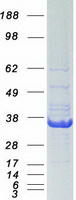 Coomassie blue staining of purified ERCC1 protein (Cat# TP300478). The protein was produced from HEK293T cells transfected with ERCC1 cDNA clone (Cat# RC200478) using MegaTran 2.0 (Cat# TT210002).