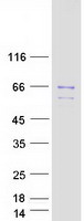 Coomassie blue staining of purified CDC25A protein (Cat# TP300496). The protein was produced from HEK293T cells transfected with CDC25A cDNA clone (Cat# RC200496) using MegaTran 2.0 (Cat# TT210002).