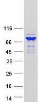 Coomassie blue staining of purified GFPT2 protein (Cat# TP300519). The protein was produced from HEK293T cells transfected with GFPT2 cDNA clone (Cat# RC200519) using MegaTran 2.0 (Cat# TT210002).
