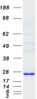 Coomassie blue staining of purified DUSP14 protein (Cat# TP300531). The protein was produced from HEK293T cells transfected with DUSP14 cDNA clone (Cat# RC200531) using MegaTran 2.0 (Cat# TT210002).