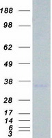 Coomassie blue staining of purified STC2 protein (Cat# TP300537). The protein was produced from HEK293T cells transfected with STC2 cDNA clone (Cat# RC200537) using MegaTran 2.0 (Cat# TT210002).