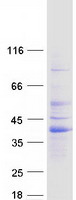 Coomassie blue staining of purified RIMS3 protein (Cat# TP300540). The protein was produced from HEK293T cells transfected with RIMS3 cDNA clone (Cat# RC200540) using MegaTran 2.0 (Cat# TT210002).