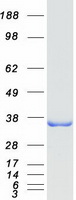 Coomassie blue staining of purified PSMG1 protein (Cat# TP300550). The protein was produced from HEK293T cells transfected with PSMG1 cDNA clone (Cat# RC200550) using MegaTran 2.0 (Cat# TT210002).